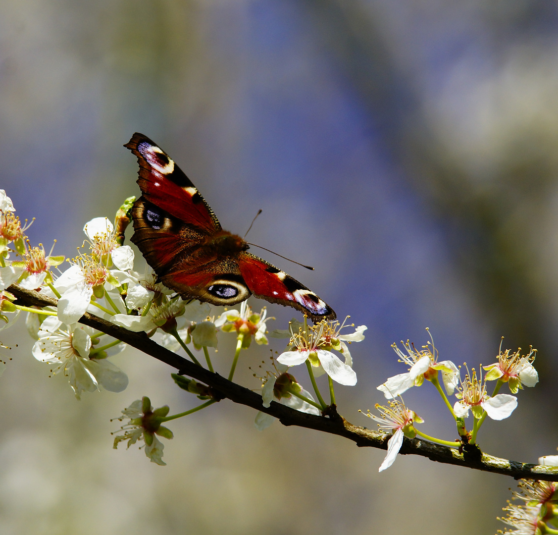 Frühling