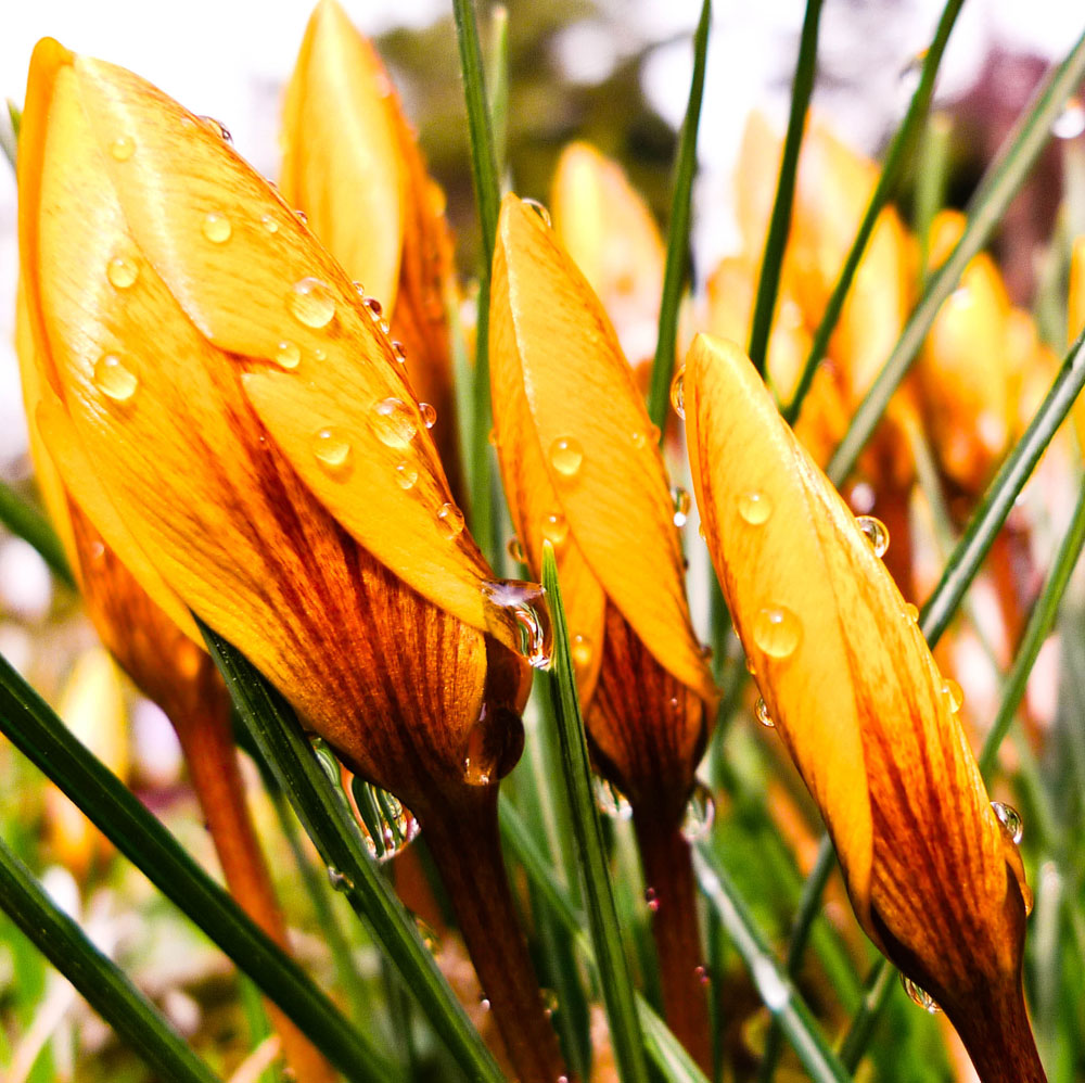 Frühling