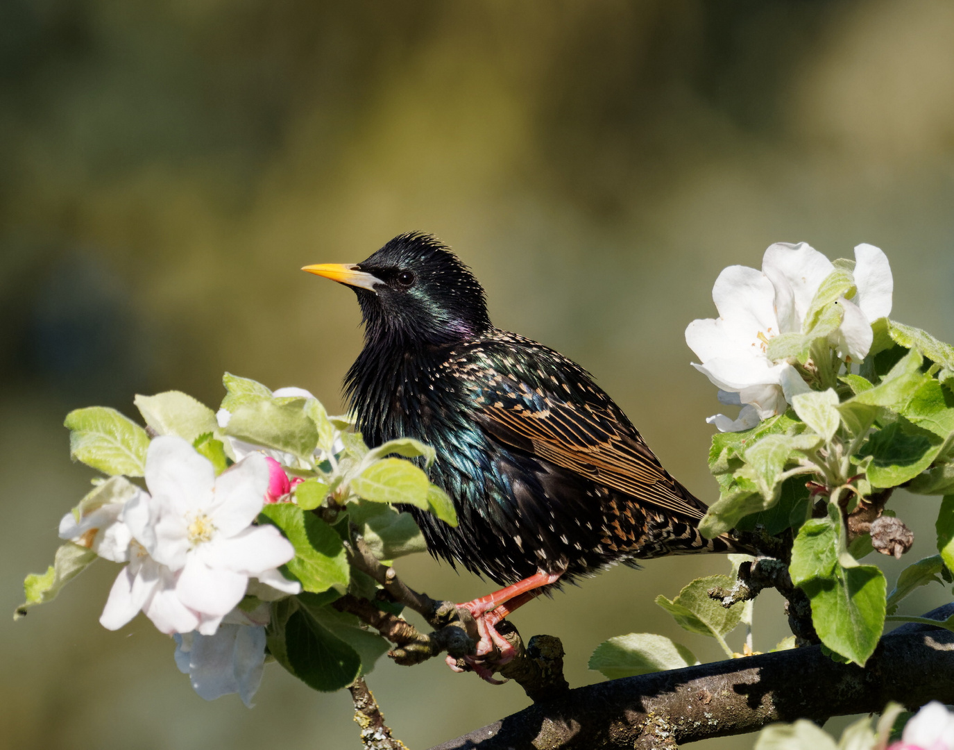 Frühling