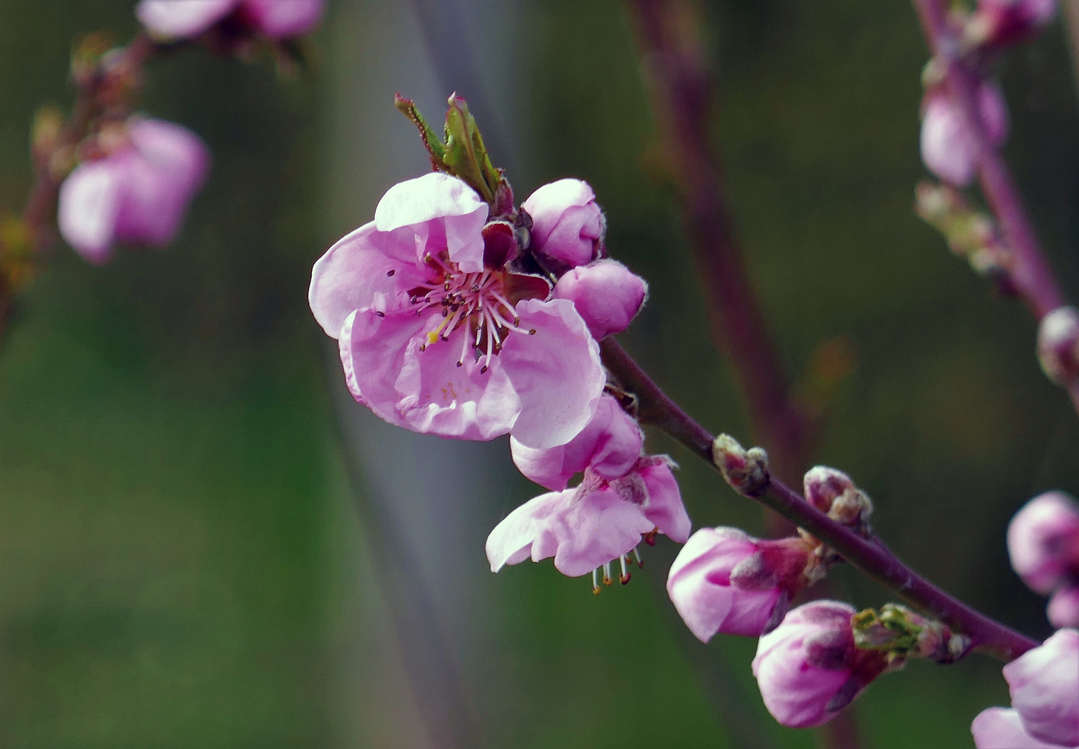 Frühling