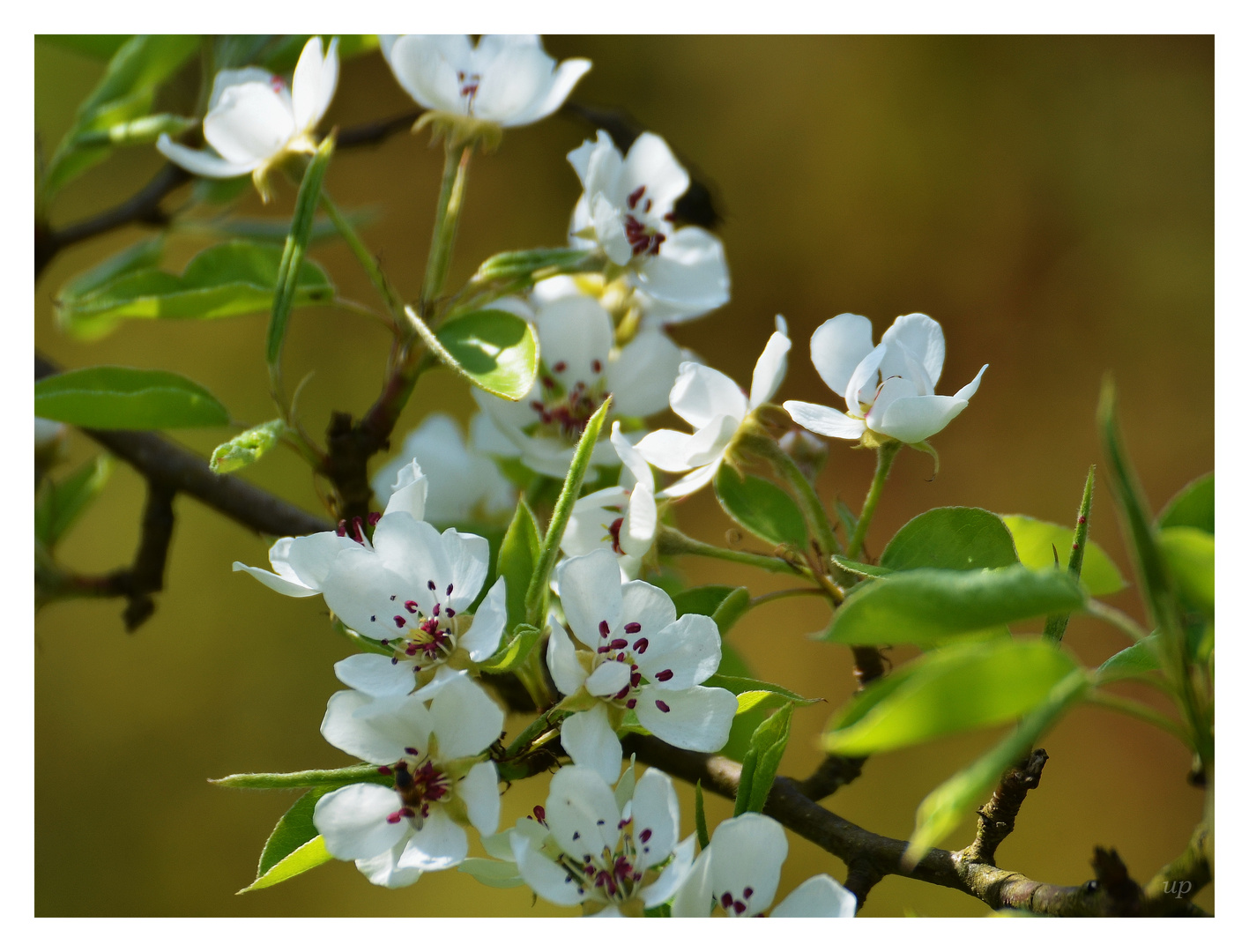 Frühling