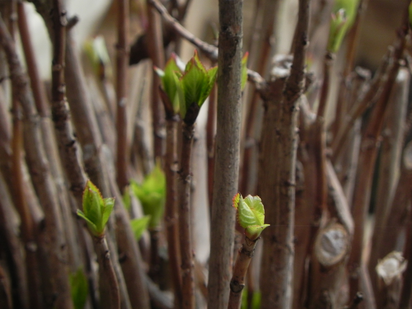 frühling :)