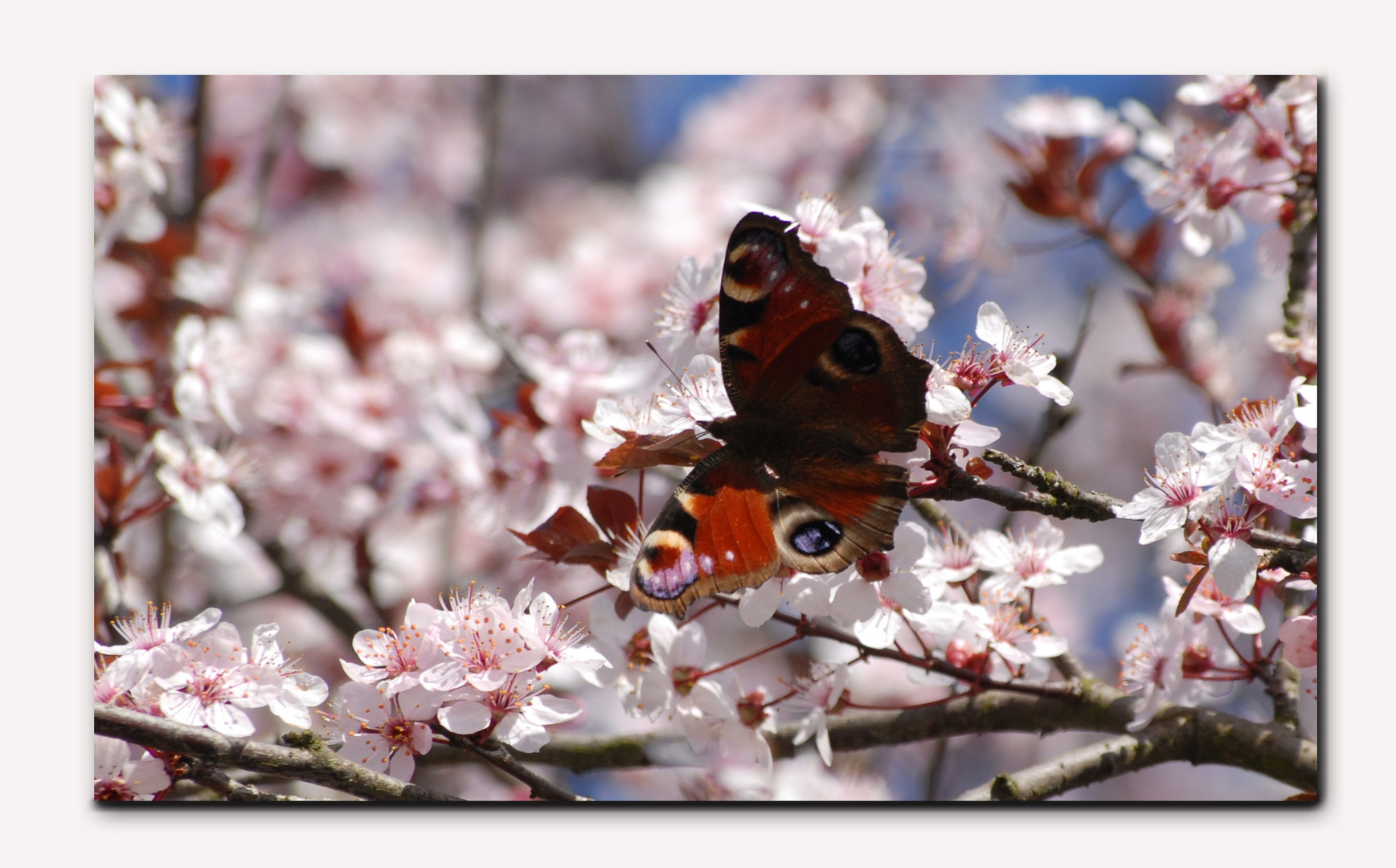 Frühling