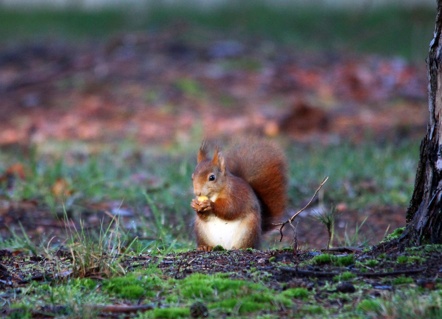 Frühling?