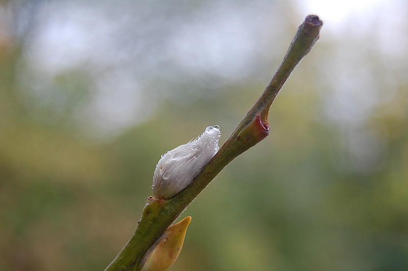 Frühling