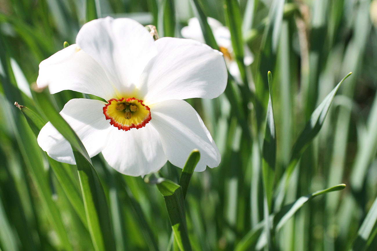 Frühling