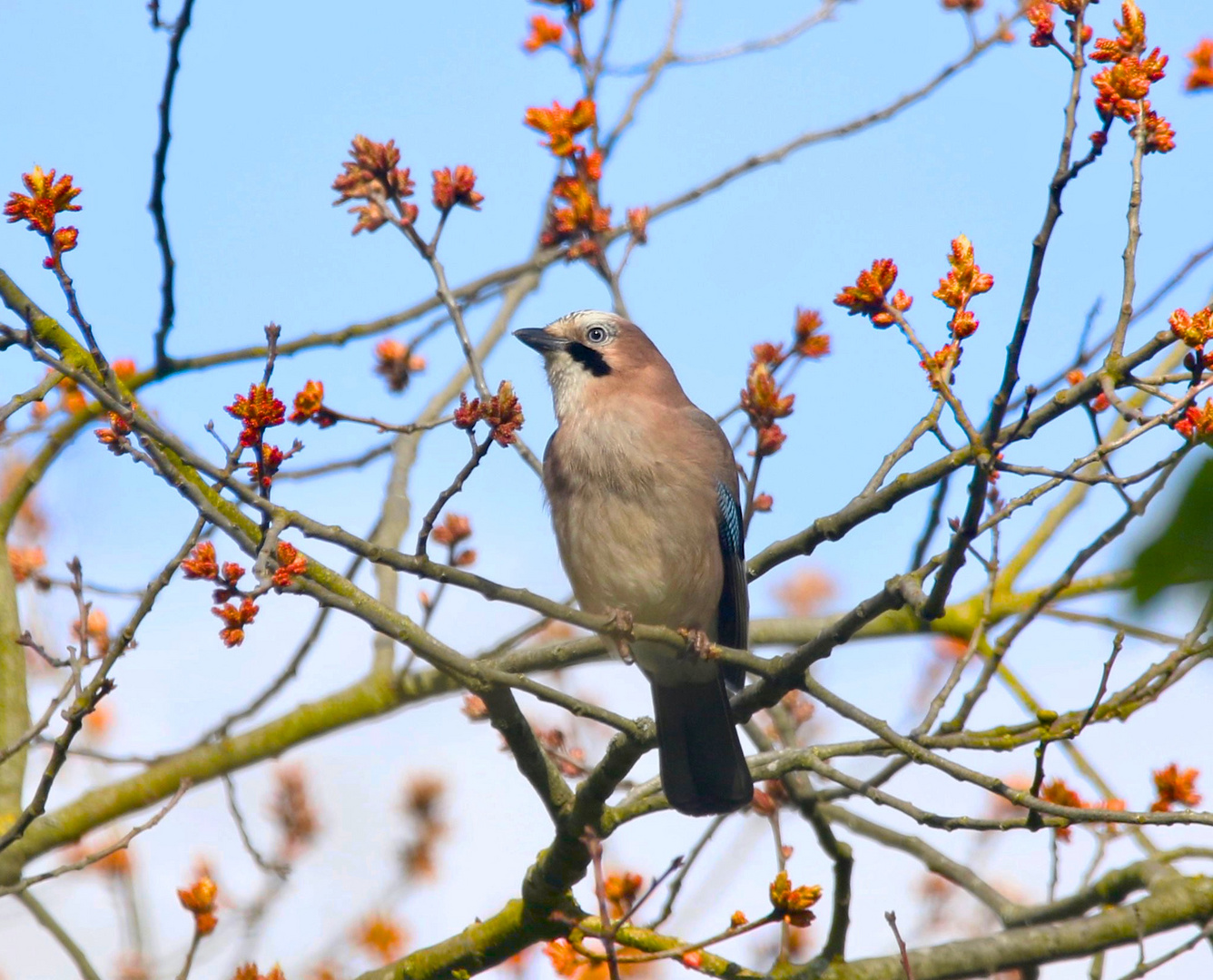 Frühling 