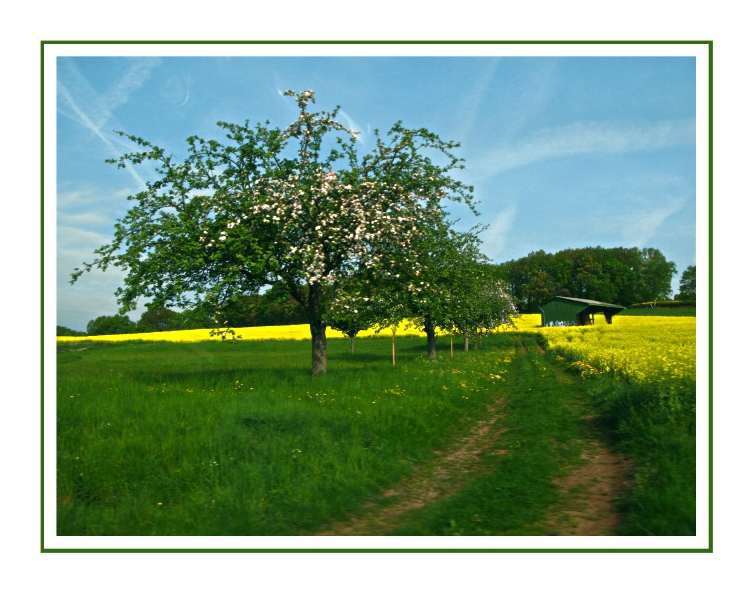 Frühling :-)