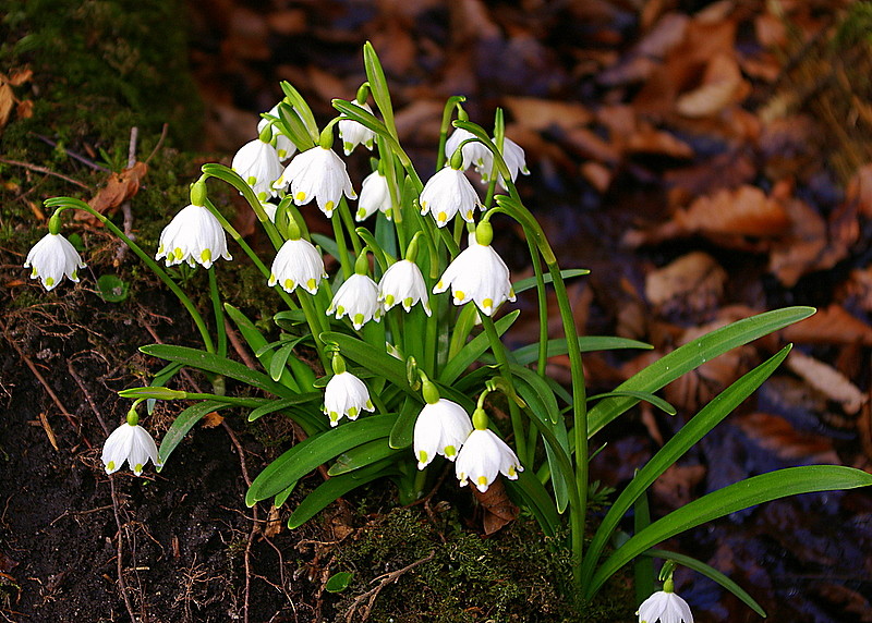 Frühling.........