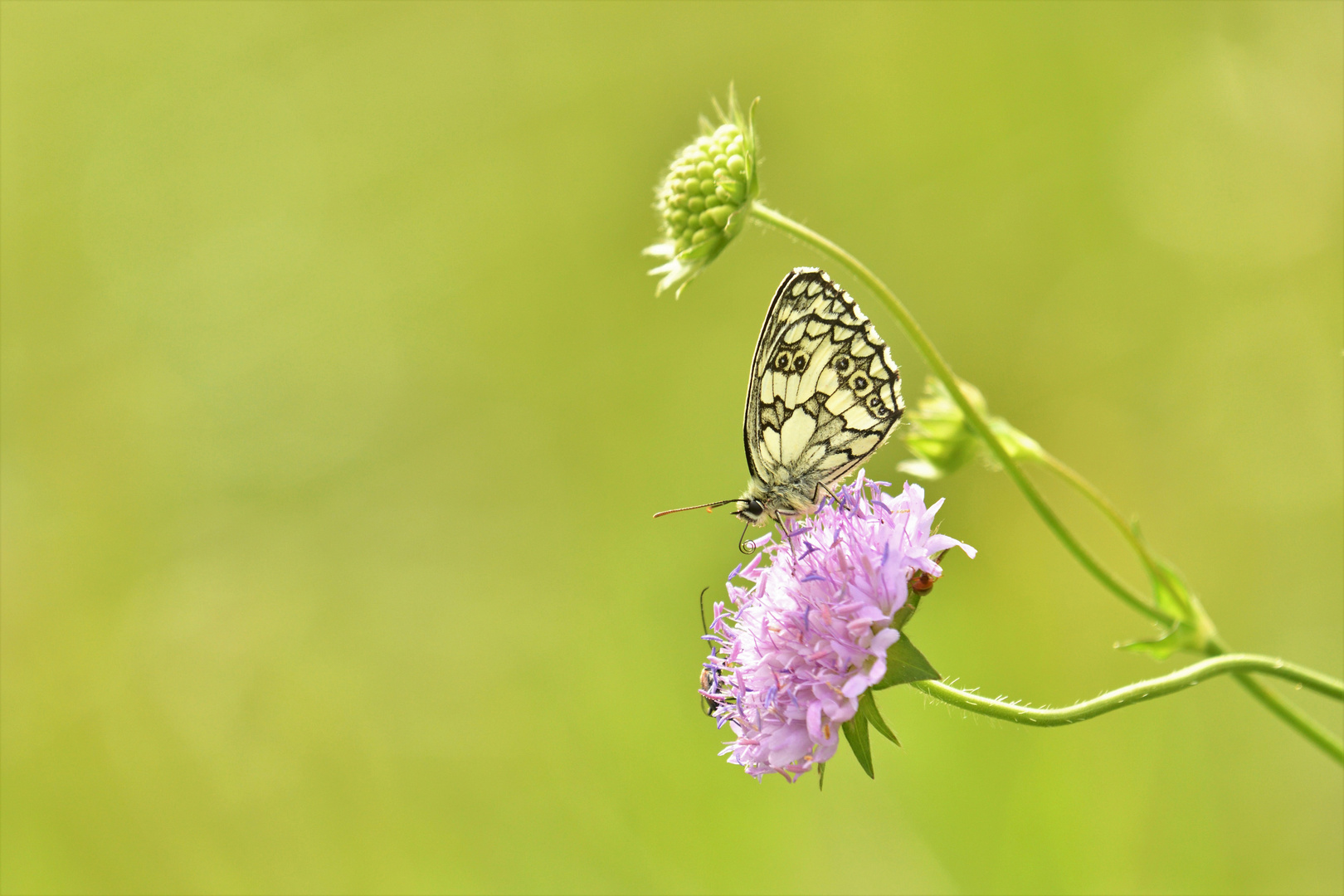 Frühling