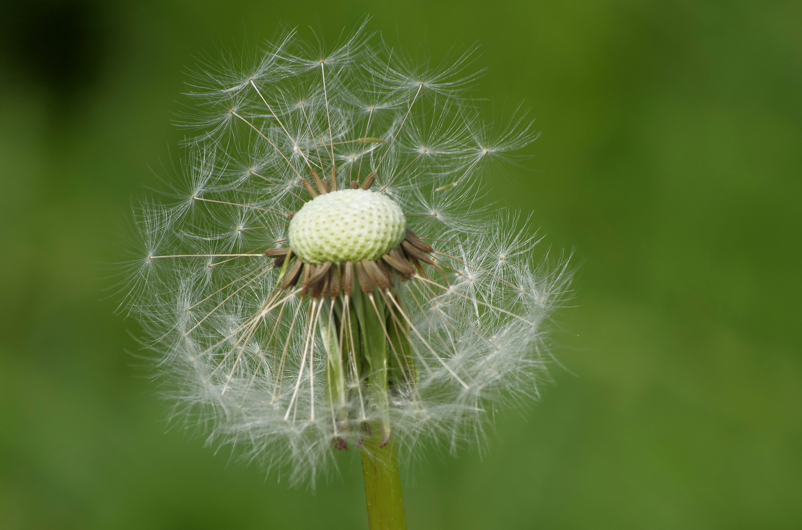 ...Frühling