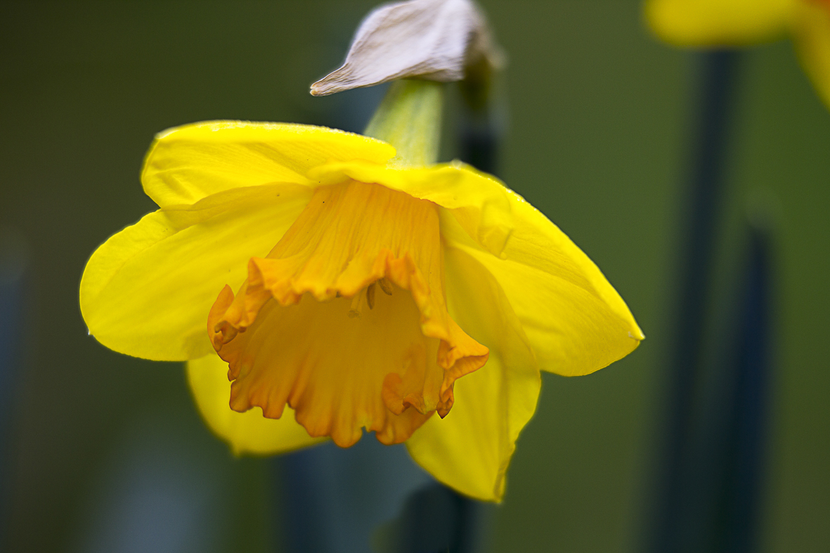 Frühling