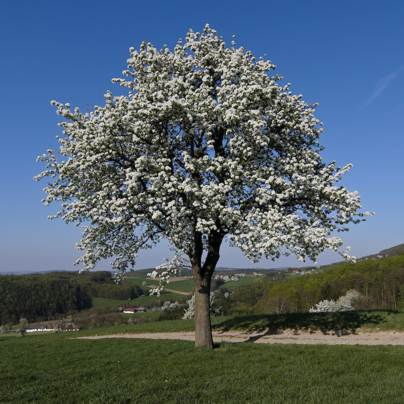 Frühling