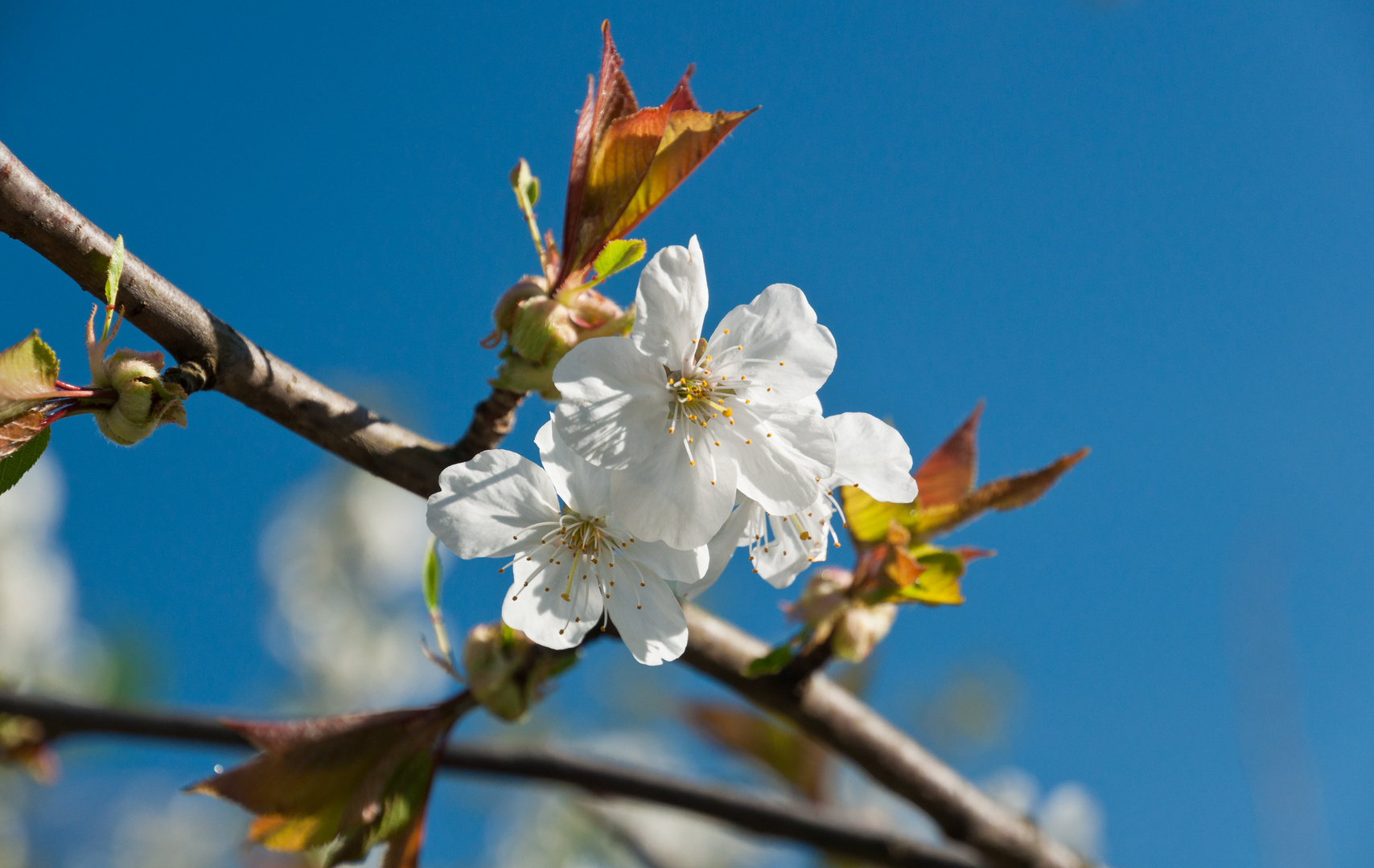 Frühling...