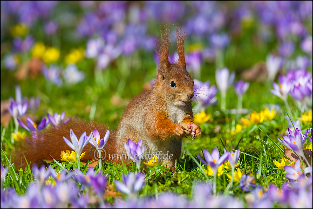 ~ Frühling ~