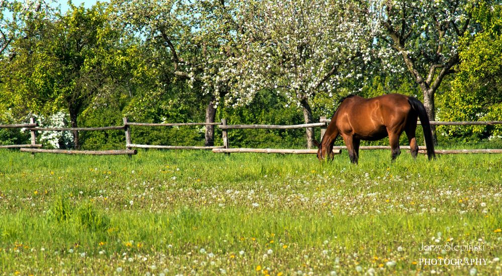 Frühling