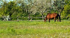 Frühling