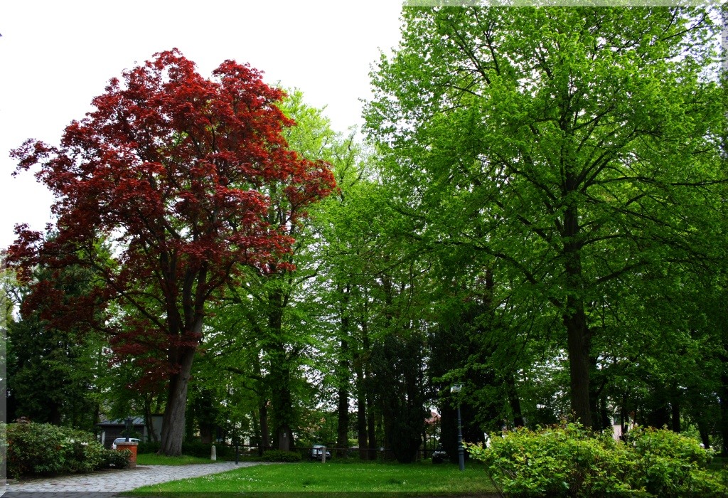 Frühling der Bäume