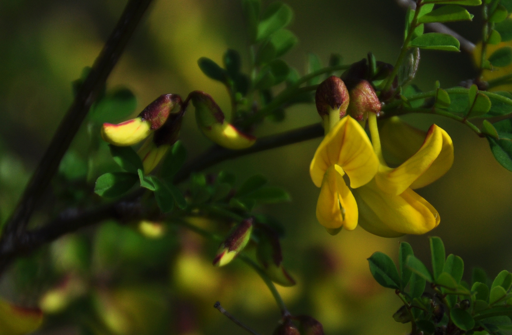 Frühling - der Ginster blüht!