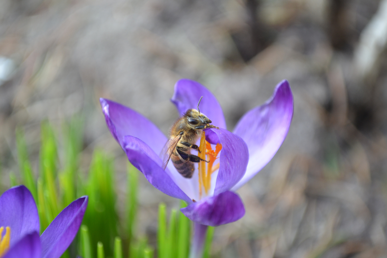 Frühling-Der Krokus