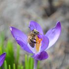 Frühling-Der Krokus