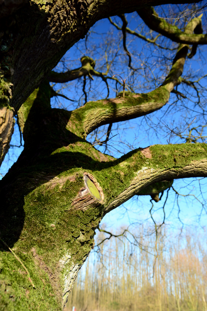 Frühling, der Mai naht