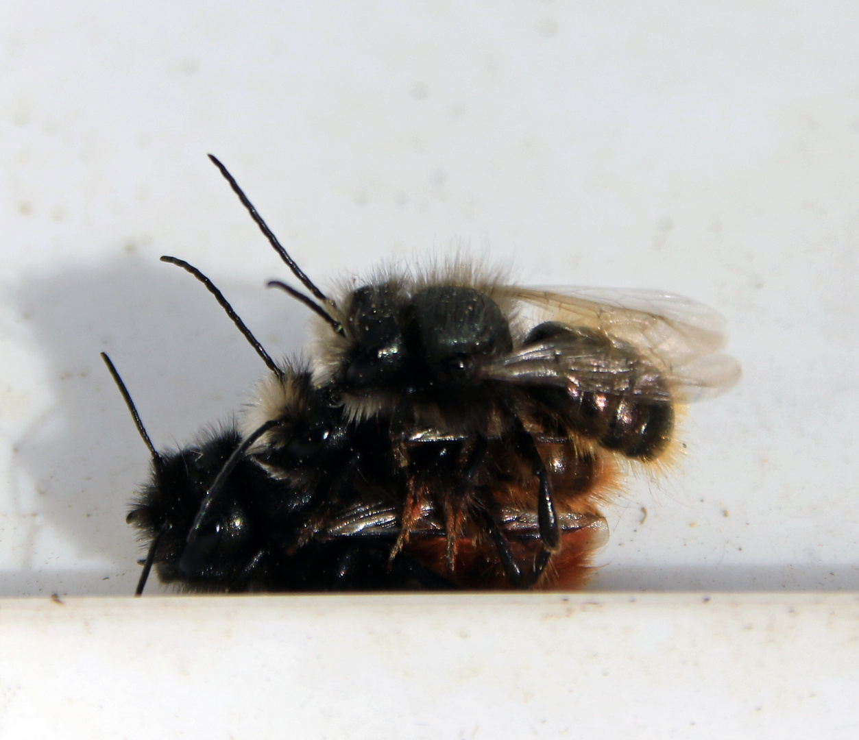 Frühling der Mauerbienen