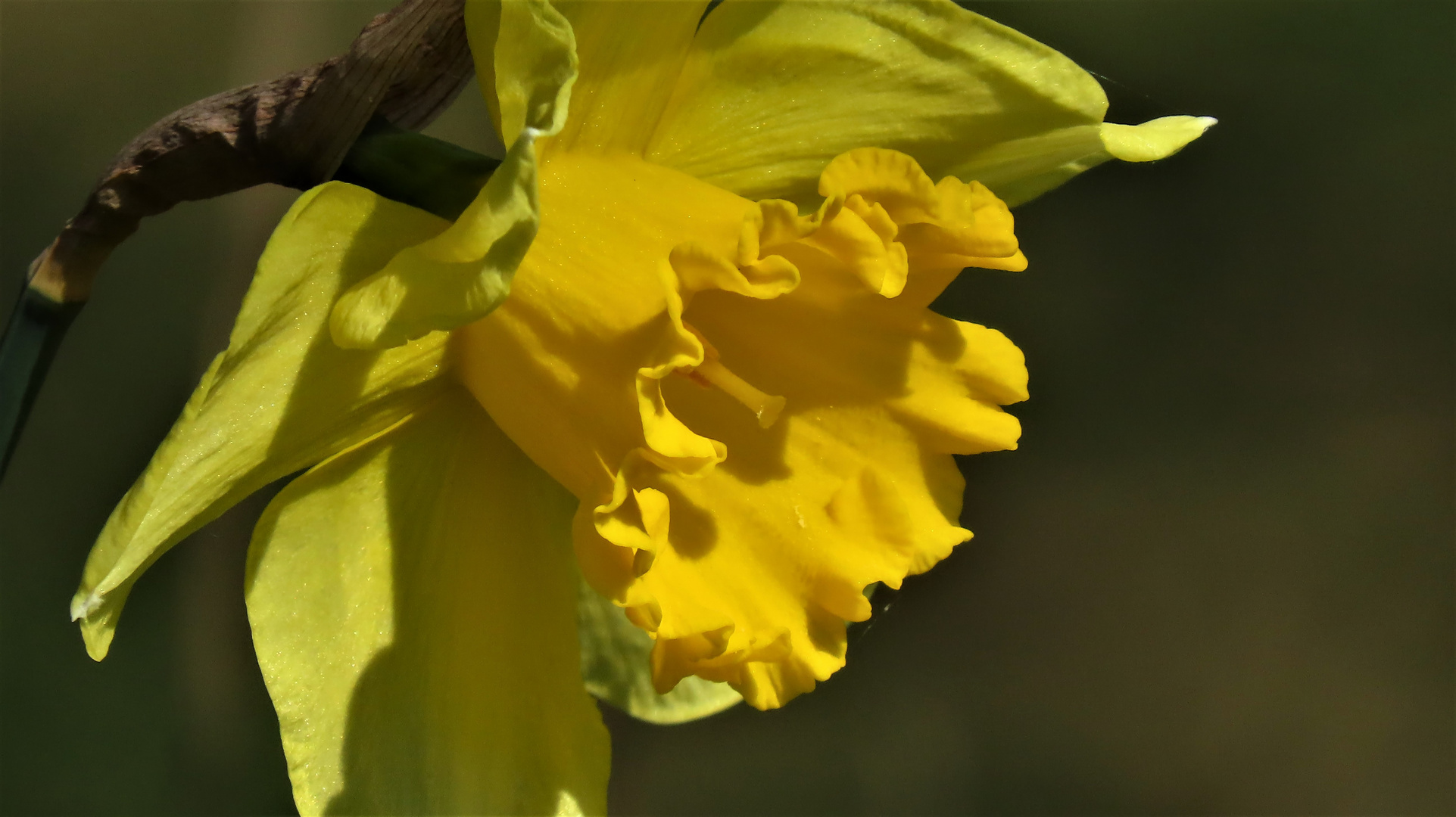 Frühling der Verzaubert