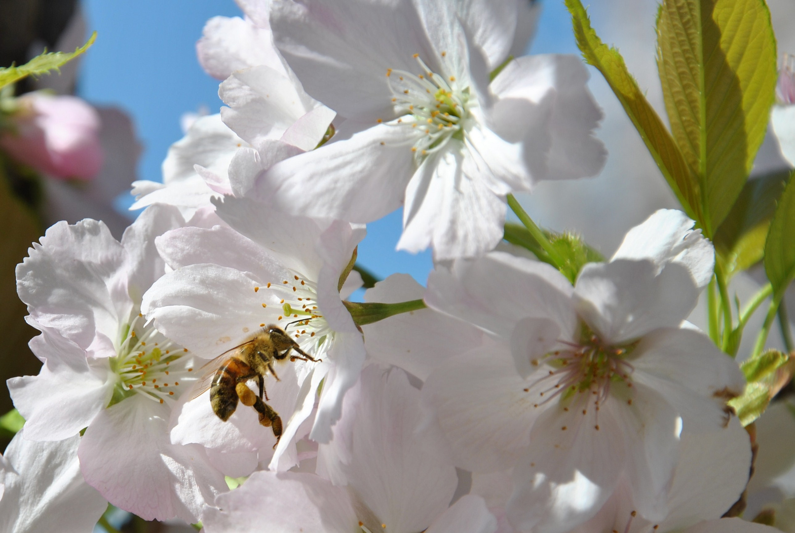 Frühling der Zweite 1