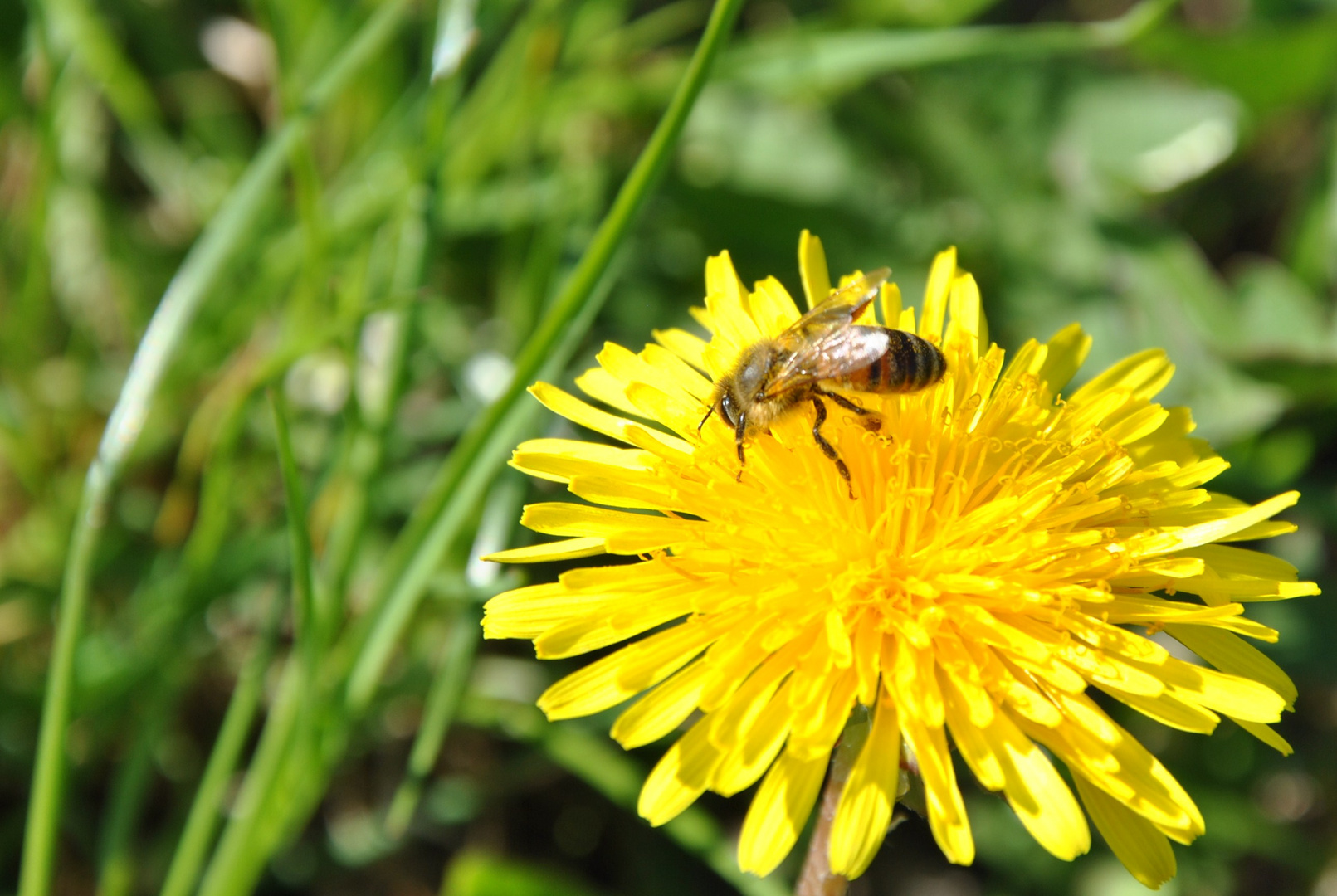 Frühling der Zweite 2