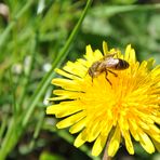 Frühling der Zweite 2