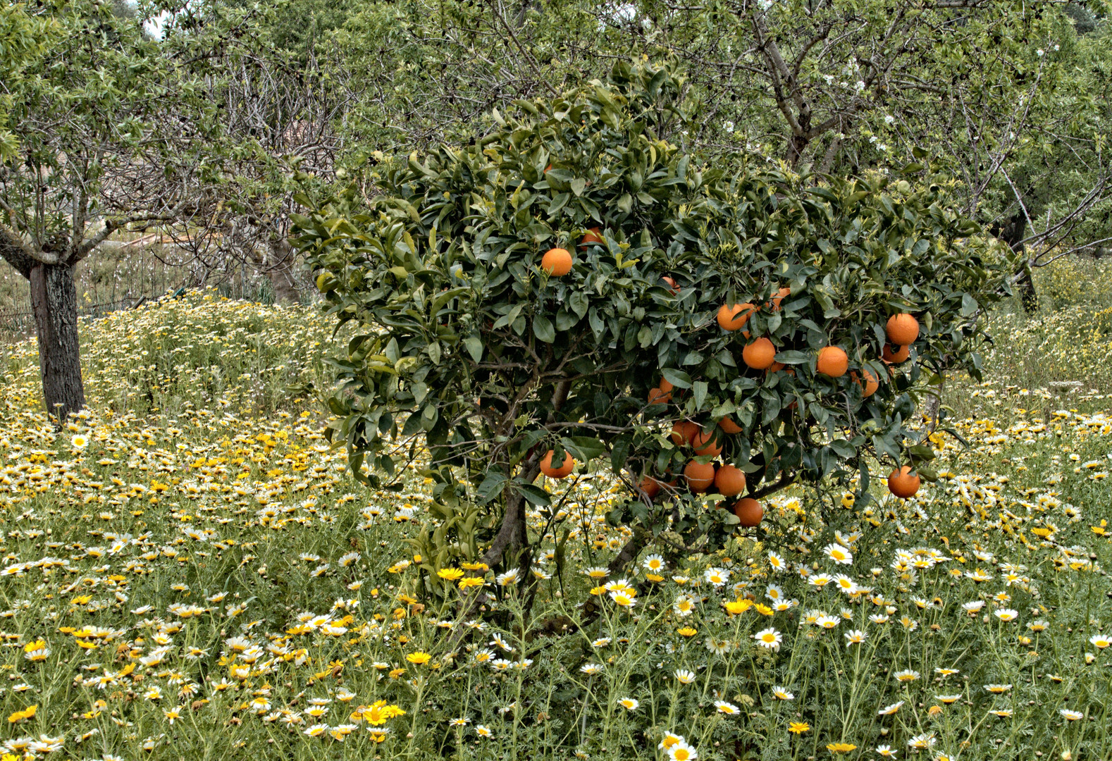 Frühling