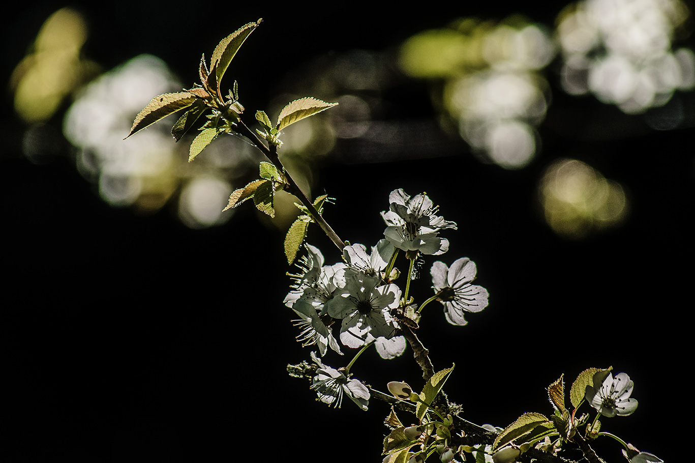 Frühling