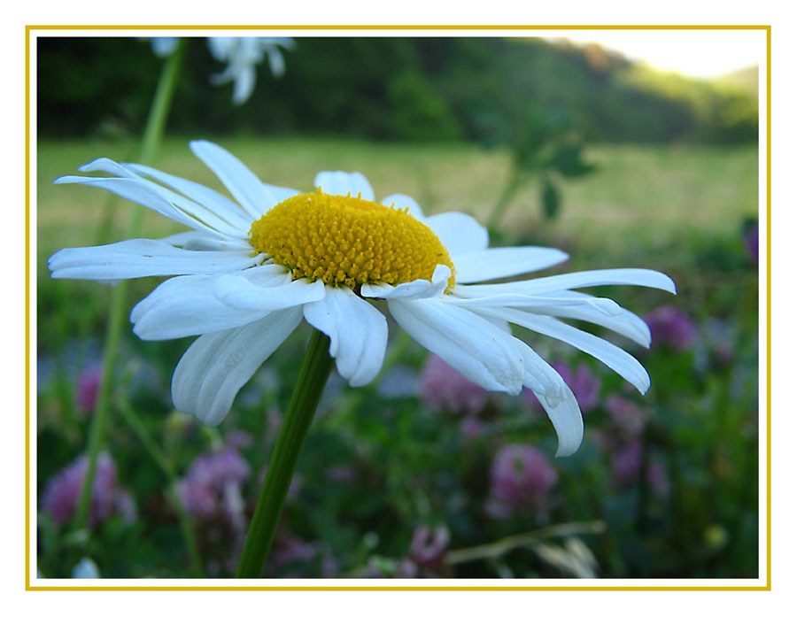 Frühling