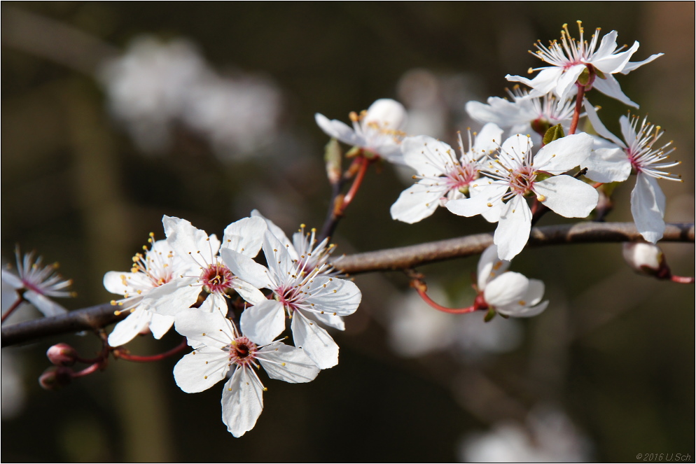 Frühling :)