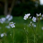 Frühling die 2.