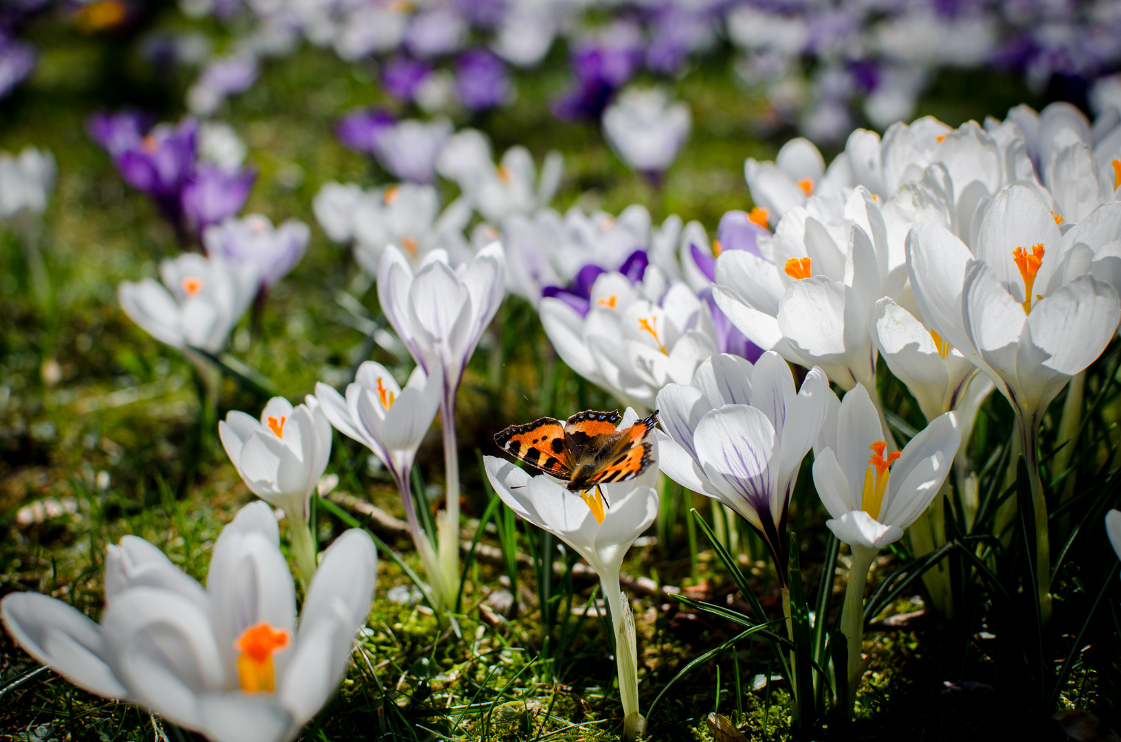 Frühling die 2.