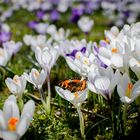 Frühling die 2.