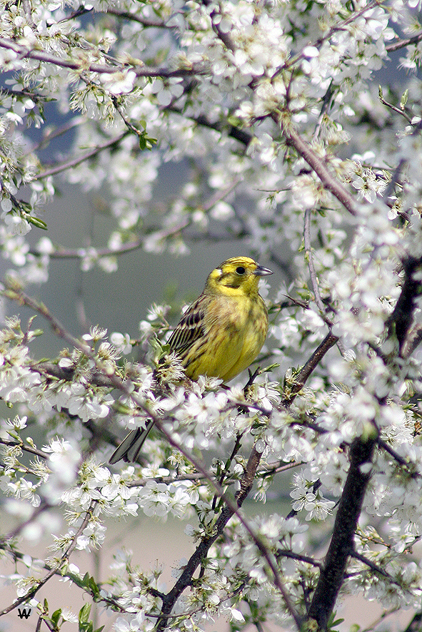 Frühling die 2te