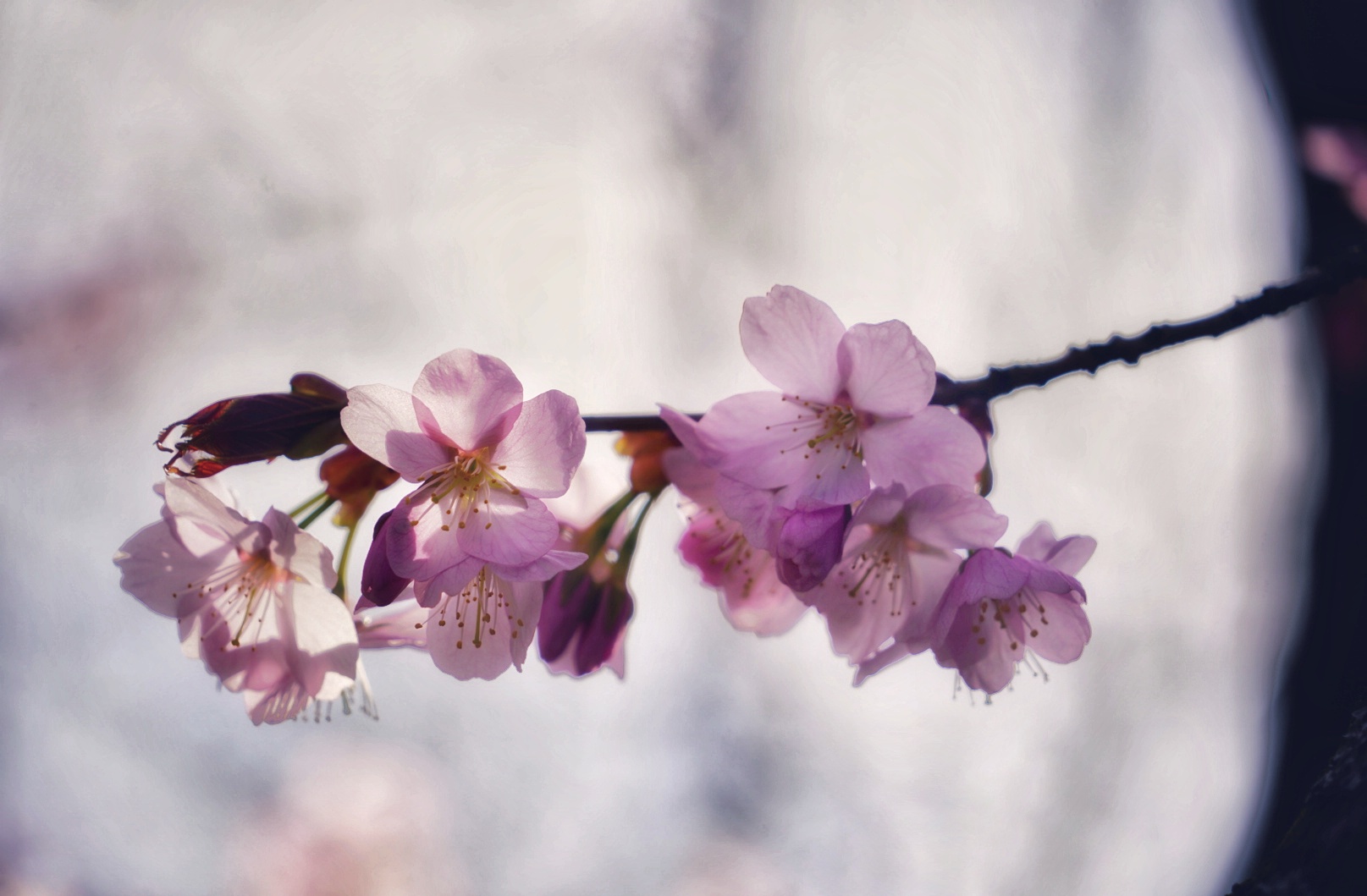 Frühling.. Die Bäume sind bereits voller Blüte