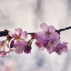 Frühling.. Die Bäume sind bereits voller Blüte