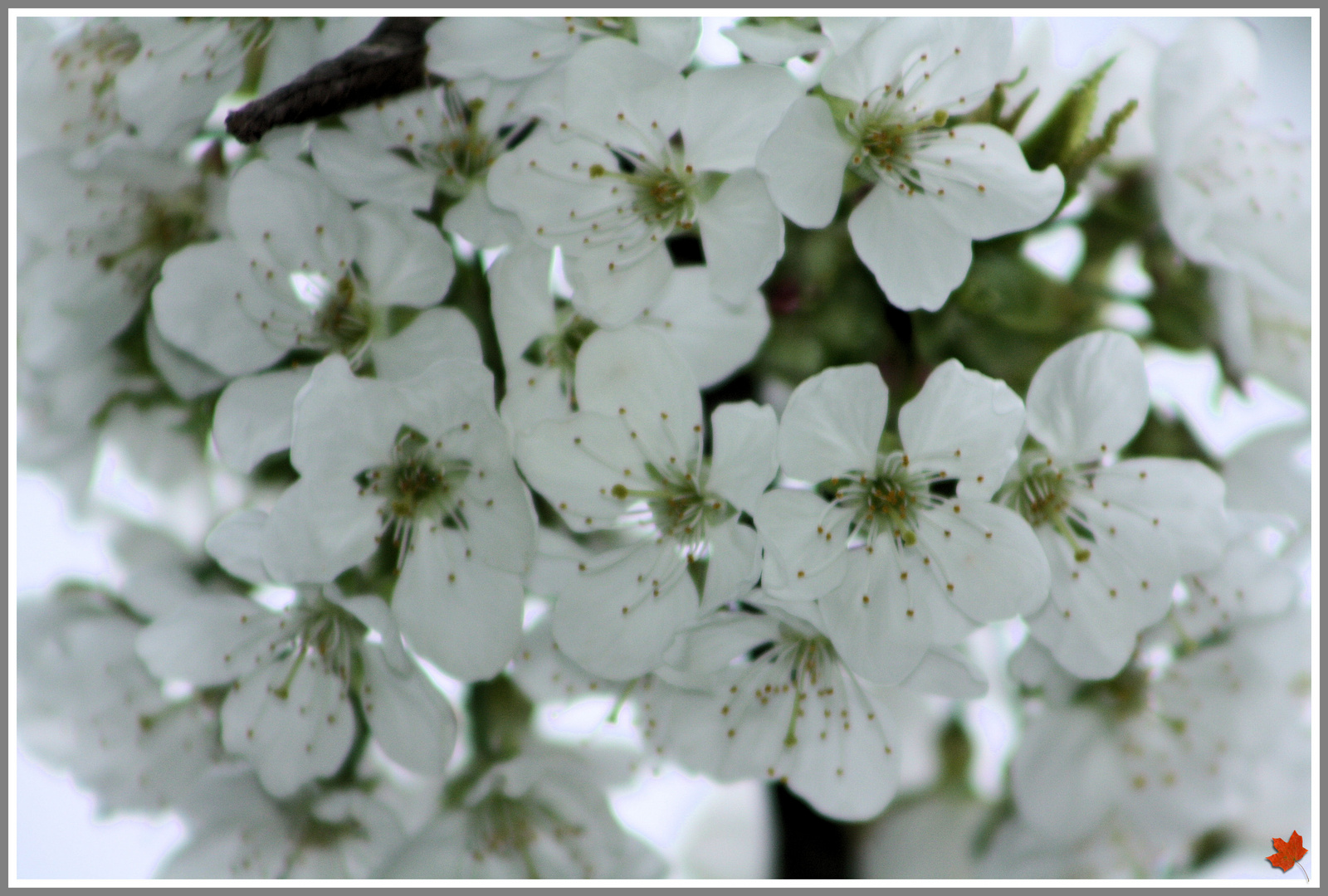 Frühling - die Dritte