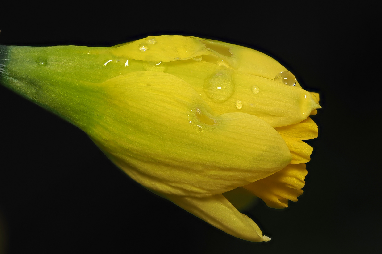 Frühling die ersten Blüten ..............