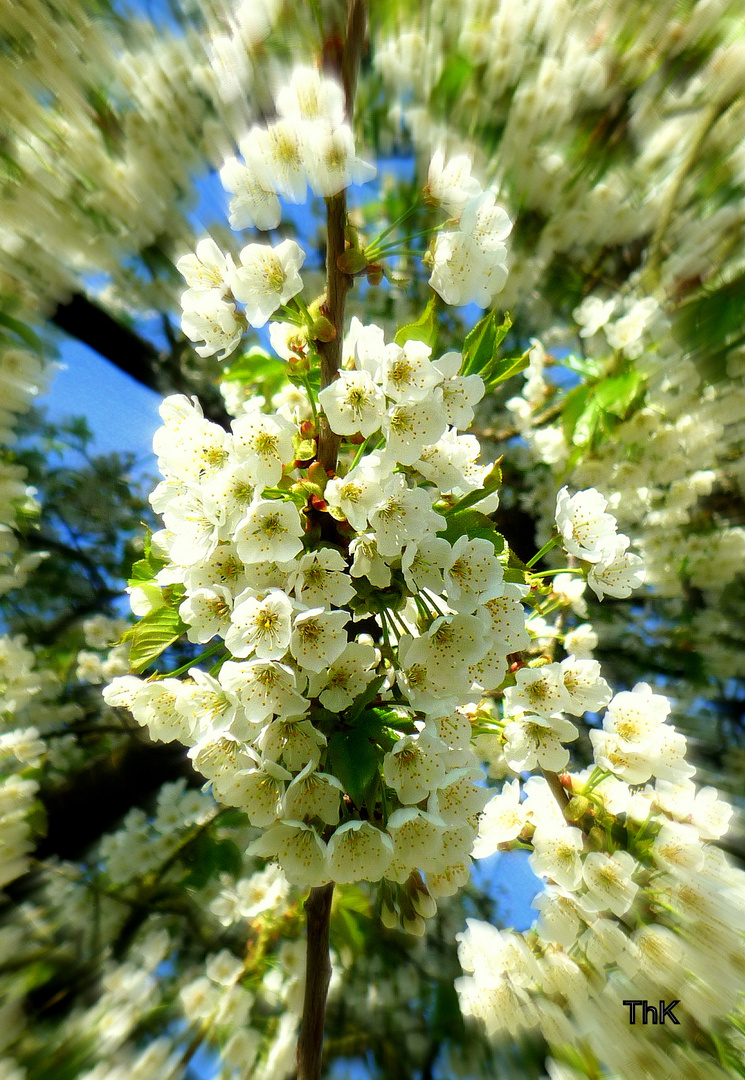 Frühling-die Kirsche blüht