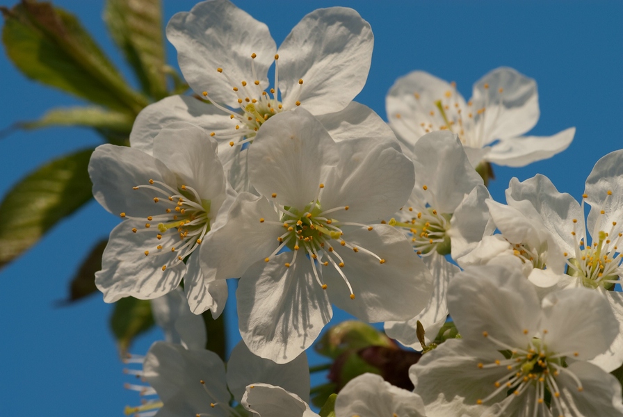 Frühling - Die Kirschen blühen