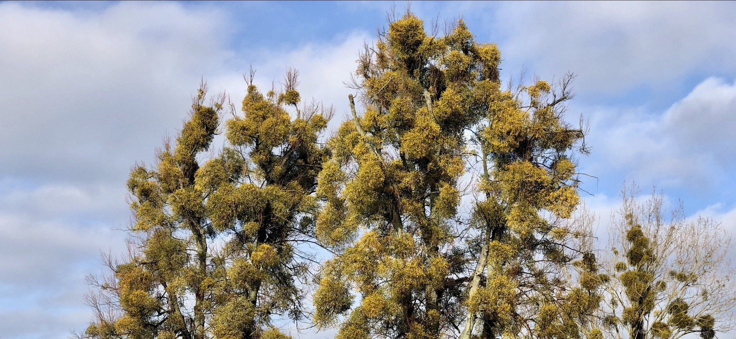 Frühling - die Linden bereits im grünen Kleid :-)