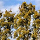 Frühling - die Linden bereits im grünen Kleid :-)