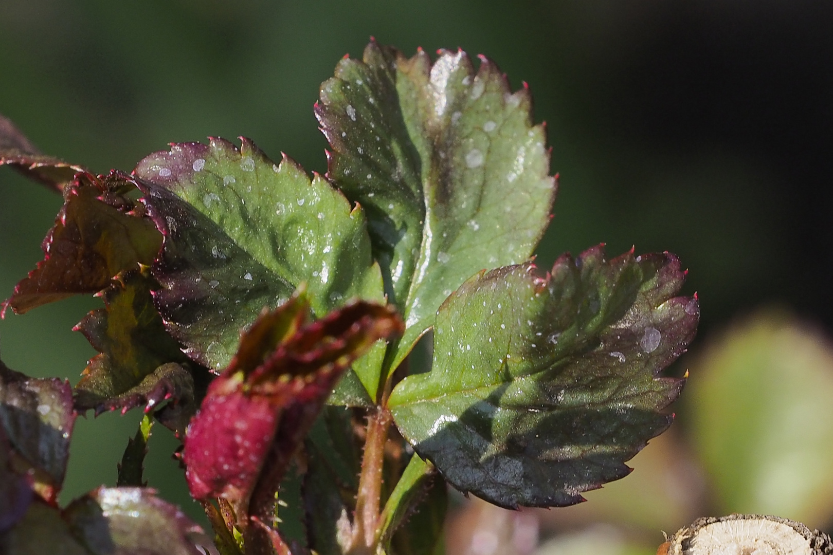 Frühling die Natur erwacht