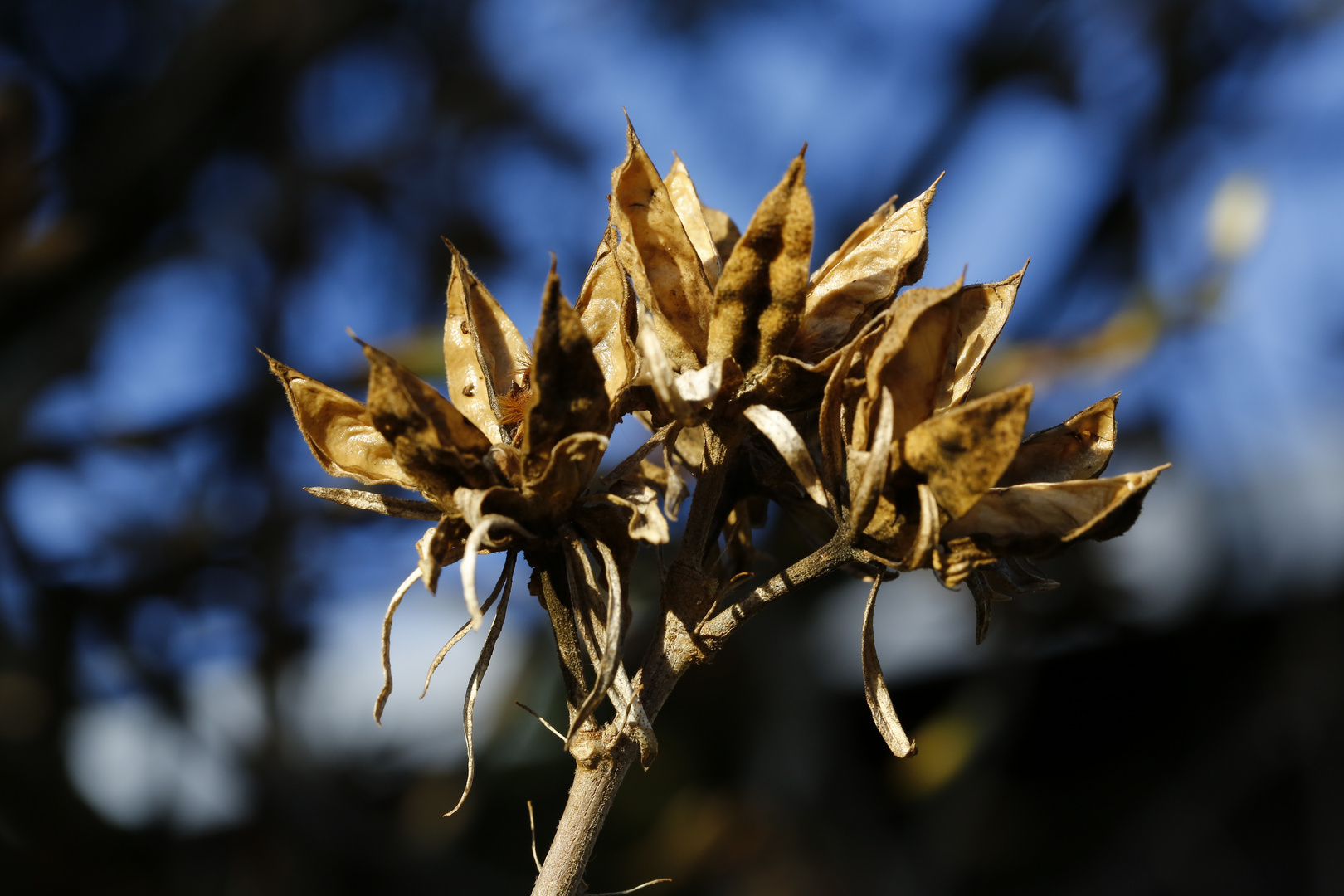 Frühling - die Reste der vergangenen Saison in strahlendem Licht