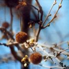 frühling dringt durch die ikearollos